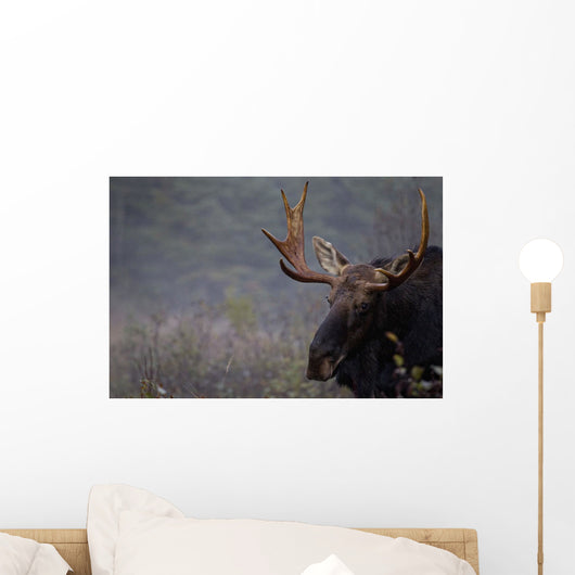 Moose, Algonquin Provincial Park, Ontario Wall Mural