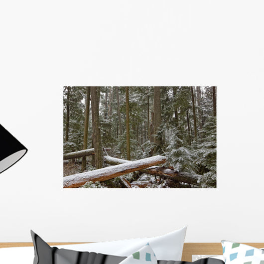 Snow Covered Trees In Cathedral Grove Near Port Alberni Wall Mural
