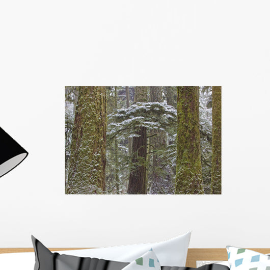 Snow Covered Trees In Cathedral Grove Near Port Alberni Wall Mural