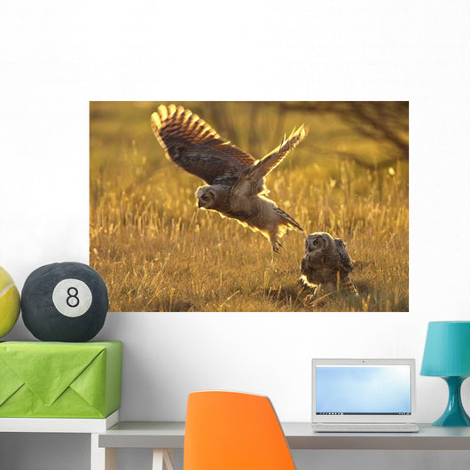 Immature Great Horned Owls Backlit In A Grass Field, Saskatchewan Wall Mural