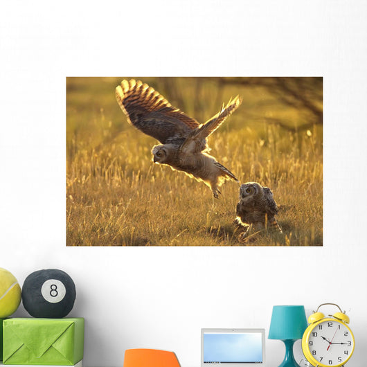 Immature Great Horned Owls Backlit In A Grass Field, Saskatchewan Wall Mural