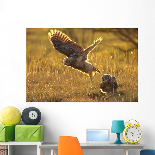 Immature Great Horned Owls Backlit In A Grass Field, Saskatchewan Wall Mural
