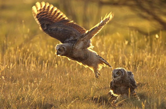 Immature Great Horned Owls Backlit In A Grass Field, Saskatchewan Wall Mural