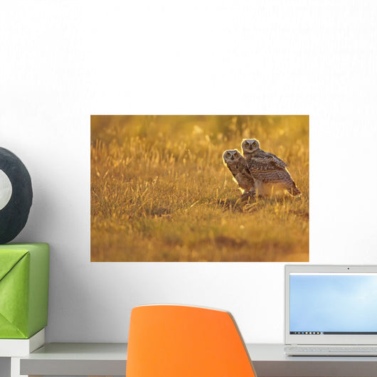 Immature Great Horned Owls Backlit In A Grass Field, Saskatchewan Wall Mural