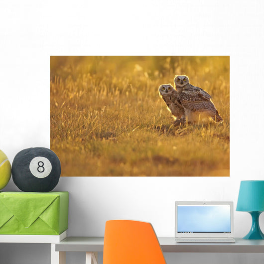 Immature Great Horned Owls Backlit In A Grass Field, Saskatchewan Wall Mural