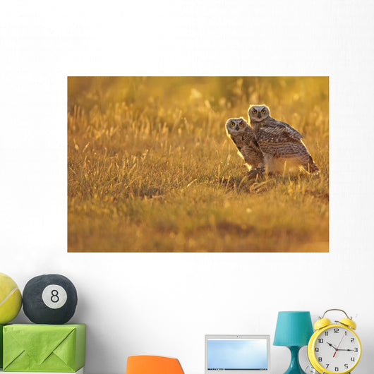 Immature Great Horned Owls Backlit In A Grass Field, Saskatchewan Wall Mural