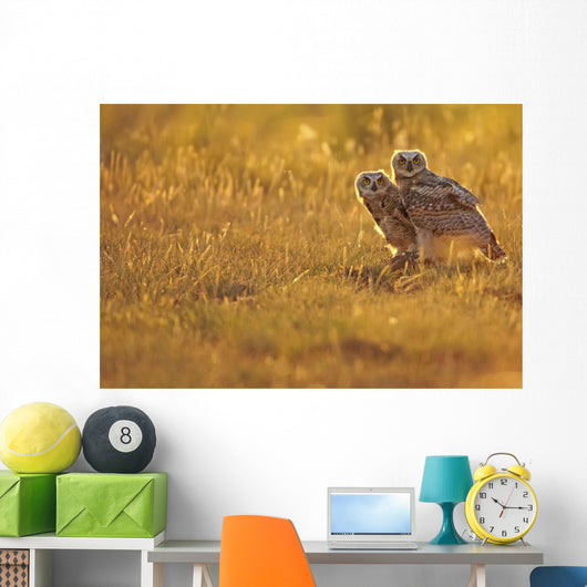 Immature Great Horned Owls Backlit In A Grass Field, Saskatchewan Wall Mural