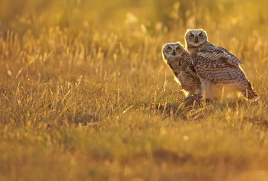 Immature Great Horned Owls Backlit In A Grass Field, Saskatchewan Wall Mural