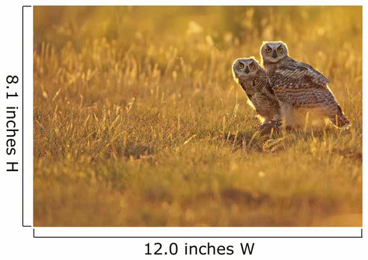 Immature Great Horned Owls Backlit In A Grass Field, Saskatchewan Wall Mural