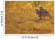 Immature Great Horned Owls Backlit In A Grass Field, Saskatchewan Wall Mural