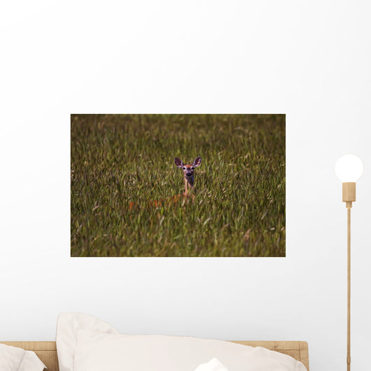 Mule Deer In Wheat Field, Saskatchewan Wall Mural