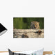 Canadian Lynx Kitten Looking Over A Log, Alaska Wall Mural
