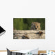 Canadian Lynx Kitten Looking Over A Log, Alaska Wall Mural