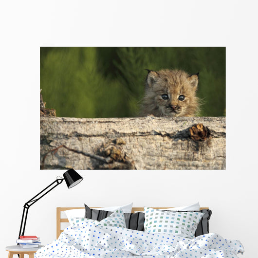Canadian Lynx Kitten Looking Over A Log, Alaska Wall Mural