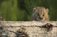 Canadian Lynx Kitten Looking Over A Log, Alaska Wall Mural