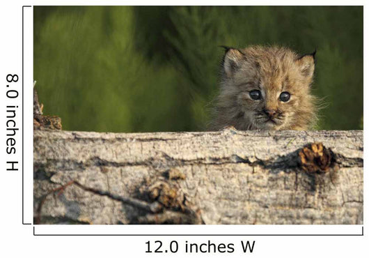 Canadian Lynx Kitten Looking Over A Log, Alaska Wall Mural