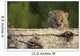 Canadian Lynx Kitten Looking Over A Log, Alaska Wall Mural
