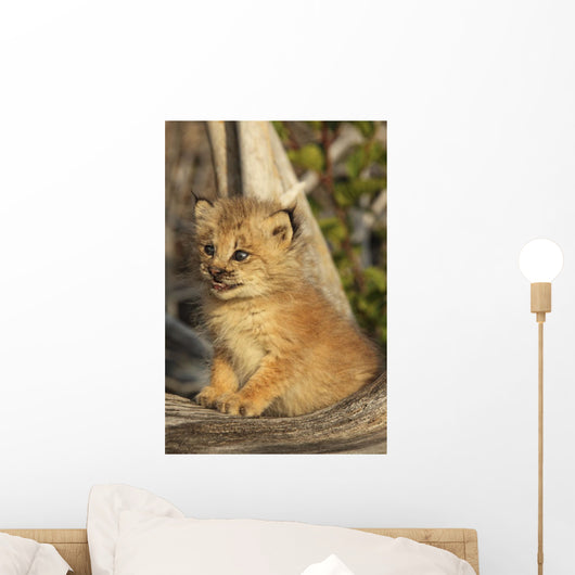 Canadian Lynx Kitten, Alaska Wall Mural