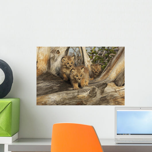 Canadian Lynx Kittens, Alaska Wall Mural