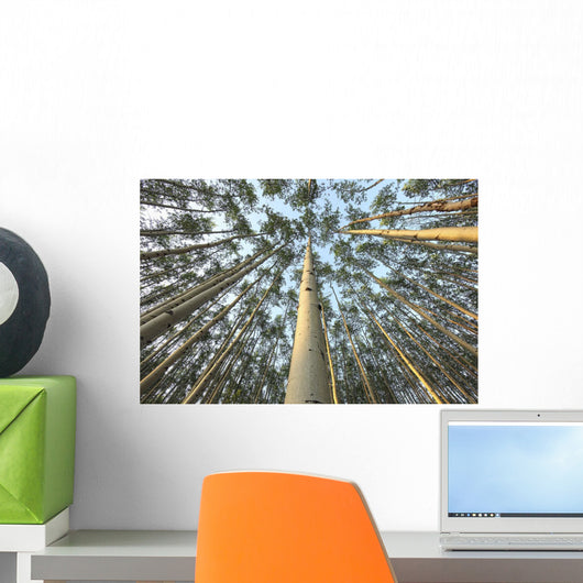 Looking Up Through Aspen Trunks And Leaves, Yukon Wall Mural