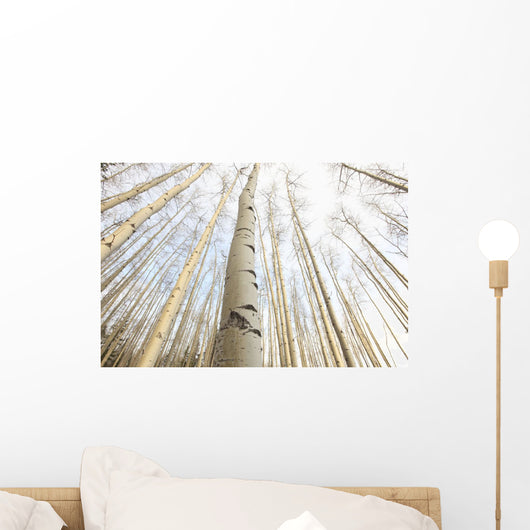 Aspen Grove, Yukon Wall Mural