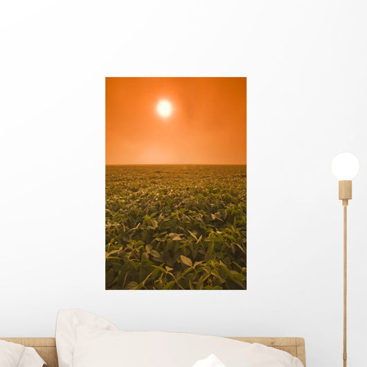 Soybean Field On A Misty Morning, Near Brunkild, Manitoba Wall Mural