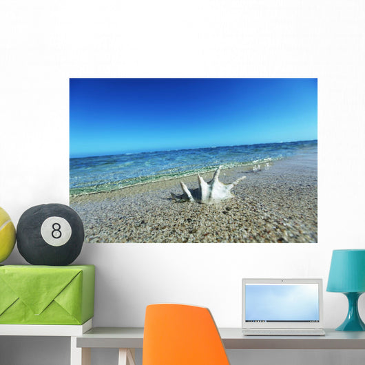 Sea Shell Wall Mural