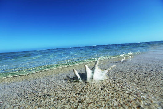Sea Shell Wall Mural