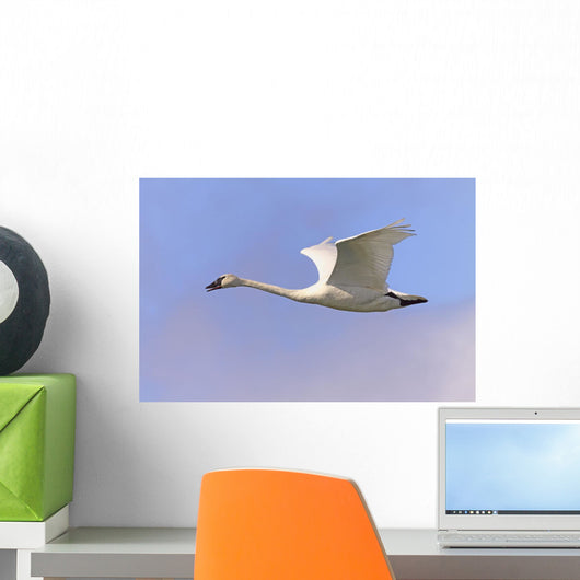 Trumpeter Swan, Tagish, Yukon Wall Mural