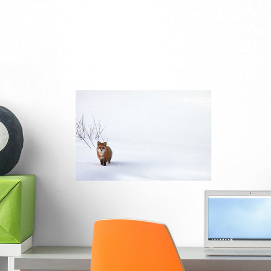 Red Fox, Yukon Wall Mural