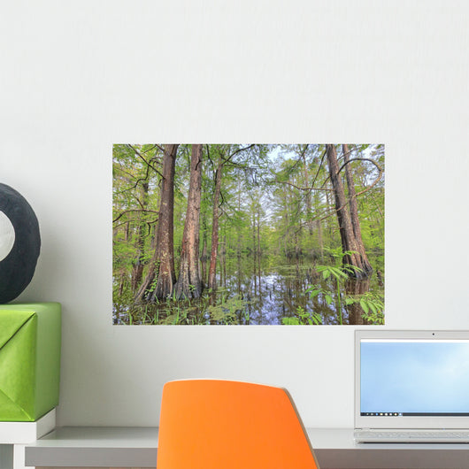 Swamp, Southern Louisiana Wall Mural