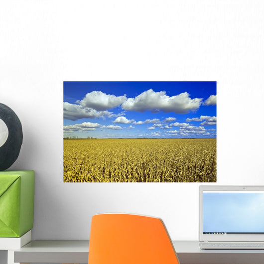 Field Of Feed/Grain Corn Stretches To The Horizon Wall Mural