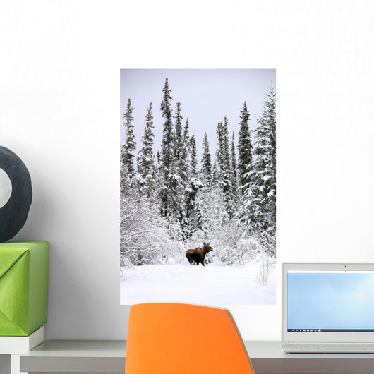 Moose In Deep Snow, Near Teslin, Yukon Wall Mural