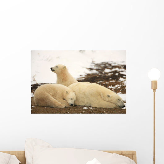 Polar Bears, Mother And Two Cubs, Churchill, Manitoba Wall Mural