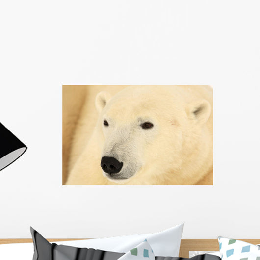 Close Up Of A Polar Bear, Churchill, Manitoba Wall Mural