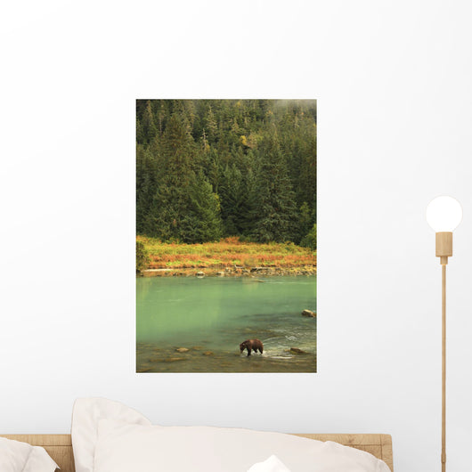 Grizzly Bear Fishing In Chilkoot River, Haines, Alaska Wall Mural