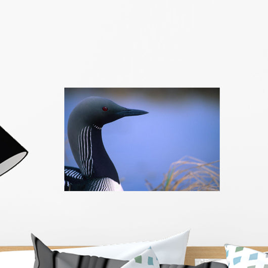 Close Up Portrait Of An Arctic Loon Wall Mural