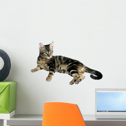 Tabby Kitten Wall Mural