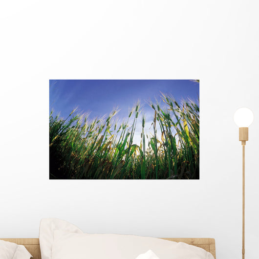 Barley Field, Near Dugald, Manitoba Wall Mural