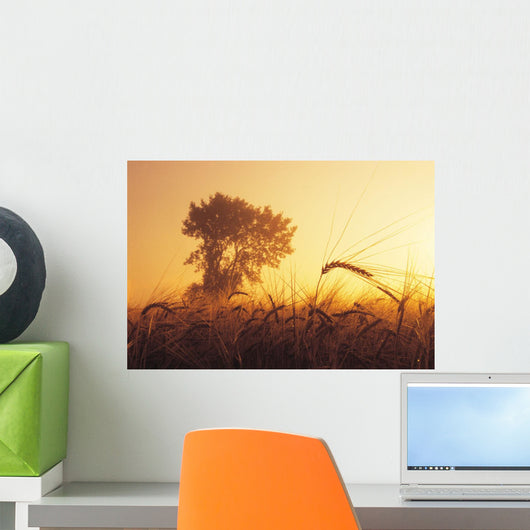 Mist In A Barley Field At Sunset, Near Carey, Manitoba Wall Mural