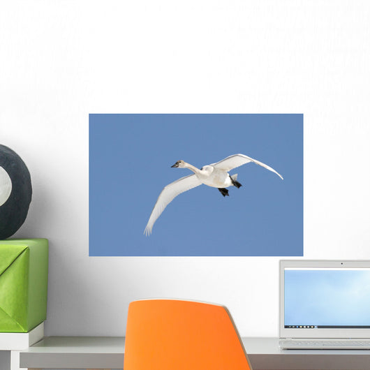 Trumpeter Swan, Lake Ontario, Ontario Wall Mural