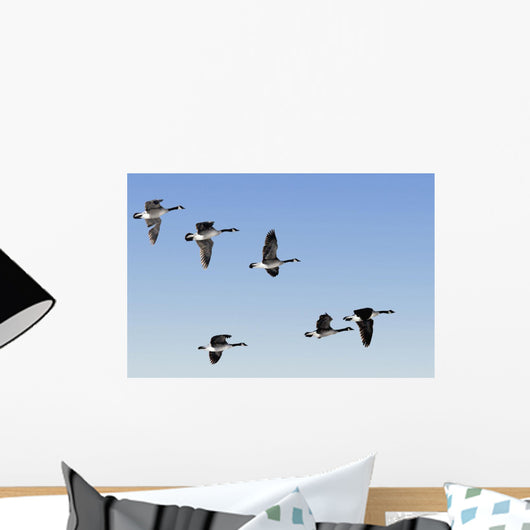 Canada Geese In Flight, Algonquin Park, Ontario Wall Mural
