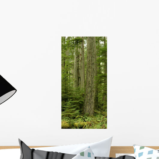 Douglas Firs And Sitka Spruce, Cathedral Grove, British Columbia Wall Mural