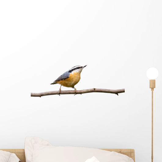 Red-breasted Nuthatch Perched Branch
