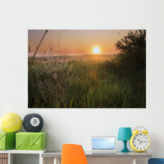 Sunrise On A Dew-Covered Cattle Pasture With Spider Web Wall Mural