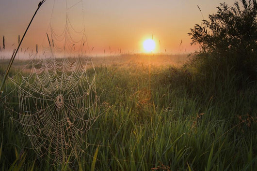 Sunrise On A Dew-Covered Cattle Pasture With Spider Web Wall Mural