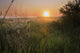 Sunrise On A Dew-Covered Cattle Pasture With Spider Web Wall Mural
