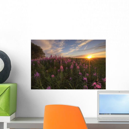 Prairie Wildflowers During Sunset In Central Alberta Wall Mural