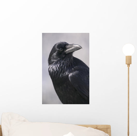 Common Raven, Jasper National Park, Alberta Canada Wall Mural