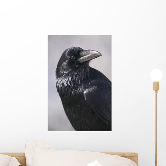 Common Raven, Jasper National Park, Alberta Canada Wall Mural